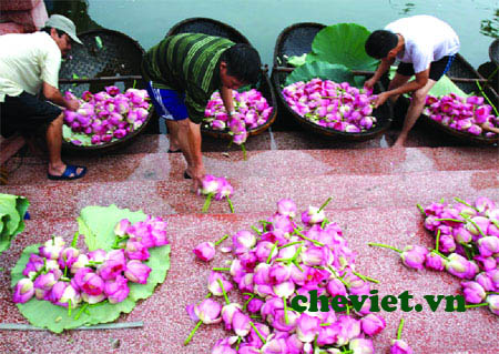 Hái sen ướp trà