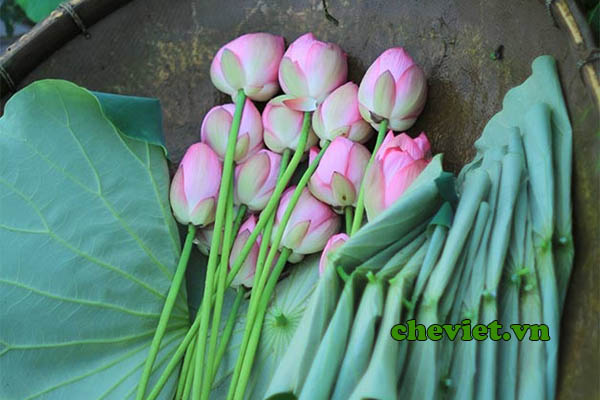 Hái sen và lá sen để chuẩn bị làm trà ướp bông sen Hồ Tây