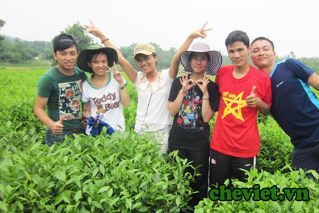 Trà Thái Nguyên – Trà sen Thanh Trang