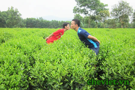 Trà Thái Nguyên – Trà sen Thanh Trang