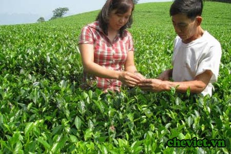 Trà Thái Nguyên – Trà sen Thanh Trang