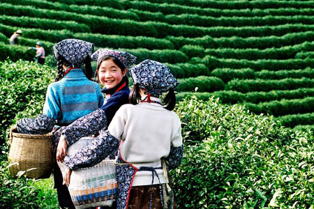 Trà Thái Nguyên – Trà sen Thanh Trang