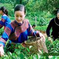 Việt Nam là quê hương của cây trà, Việt nam là quê hương của cây trà