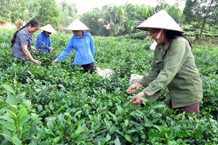 Trà Thái Nguyên – Trà sen Thanh Trang