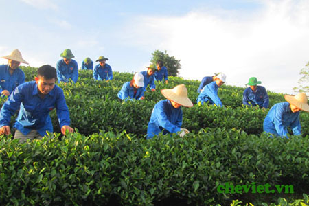 Trà Thái Nguyên – Trà sen Thanh Trang