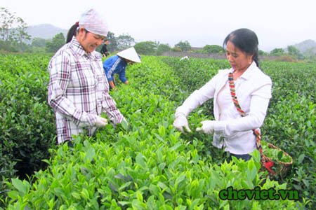 Trà Thái Nguyên – Trà sen Thanh Trang