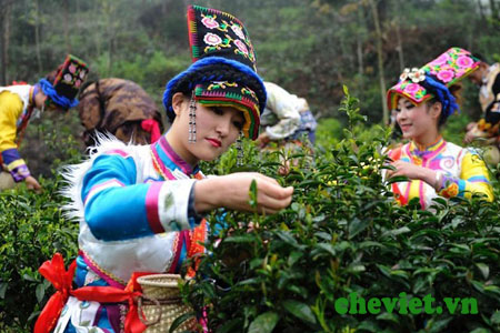 Trà Thái Nguyên – Trà sen Thanh Trang