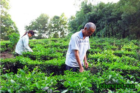 Cựu binh Thái Nguyên trồng chè xanh