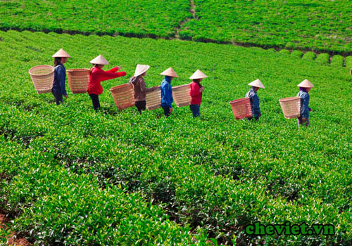 Trà Thái Nguyên – Trà sen Thanh Trang