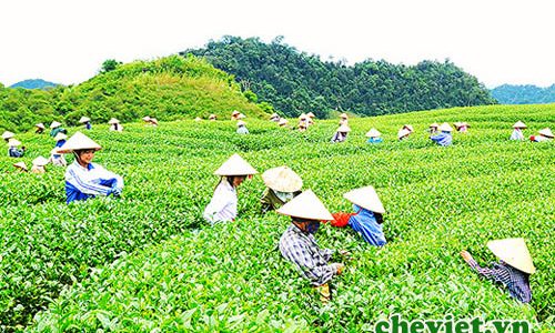 Độc đáo trà Việt