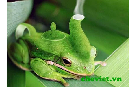 Ấm trà ếch xanh