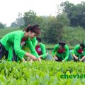 Nguyễn Dương Tiểu Vy đăng quang người đẹp xứ trà 2017, Nguyễn Dương Tiểu Vy đăng quang người đẹp xứ trà 2017