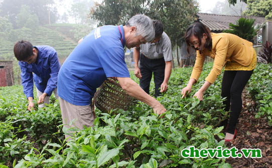 nông dân trồng chè Thái Nguyên