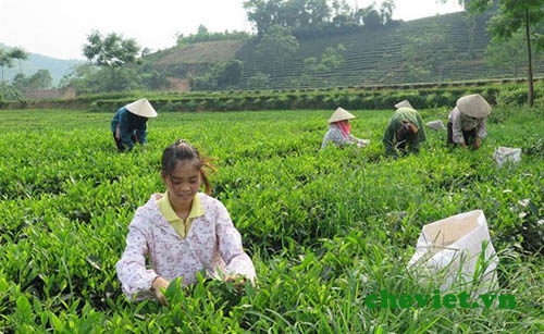 cánh đồng chè Thái Nguyên chục tỷ ở Phú Lương