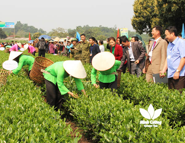 Trà Thái Nguyên: vùng trà Trại Cài mở hội, Trà Thái Nguyên: vùng trà Trại Cài mở hội