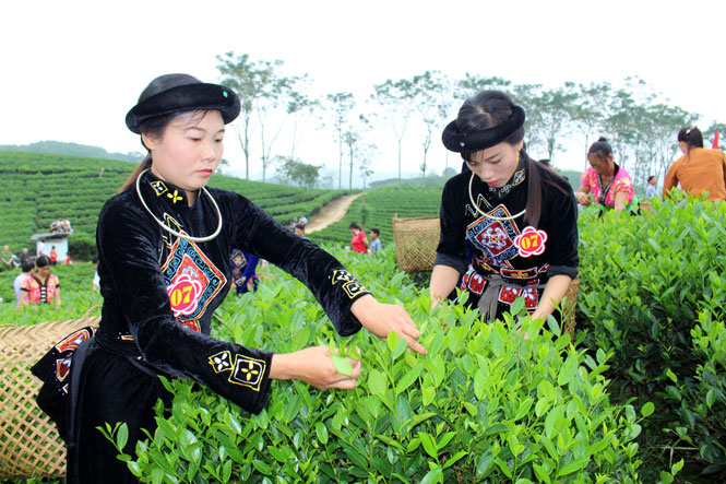 , Đồng bào Mông trồng chè Thái Nguyên