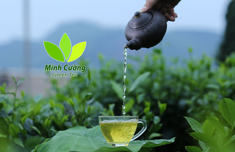 Việt Nam là quê hương của cây trà, Việt nam là quê hương của cây trà